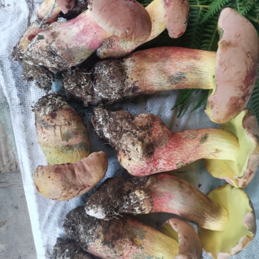 巍山县云南野生菌见手青