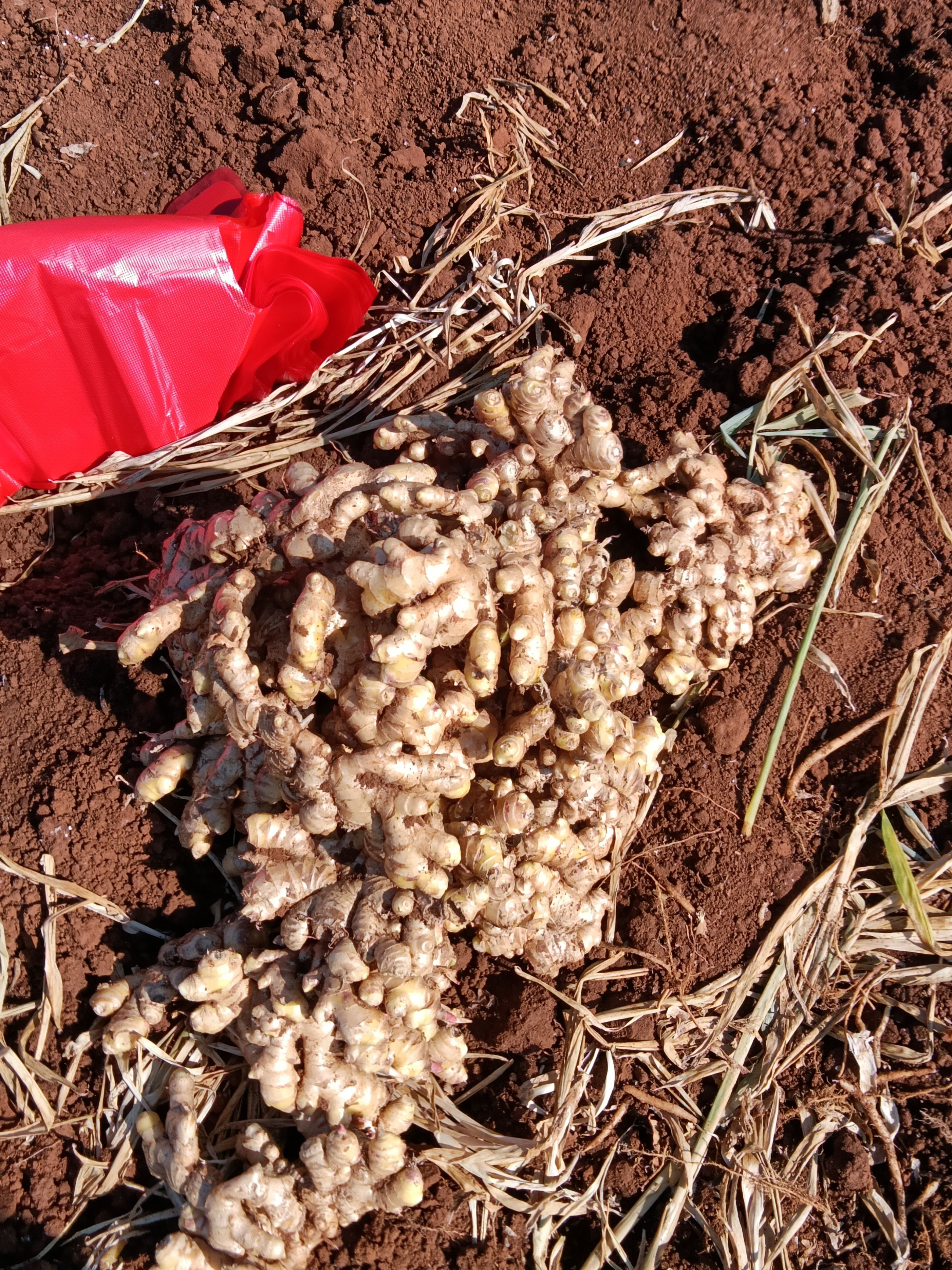 小黄姜云南文山产地生姜冷库姜有小黄姜二黄姜大牙姜