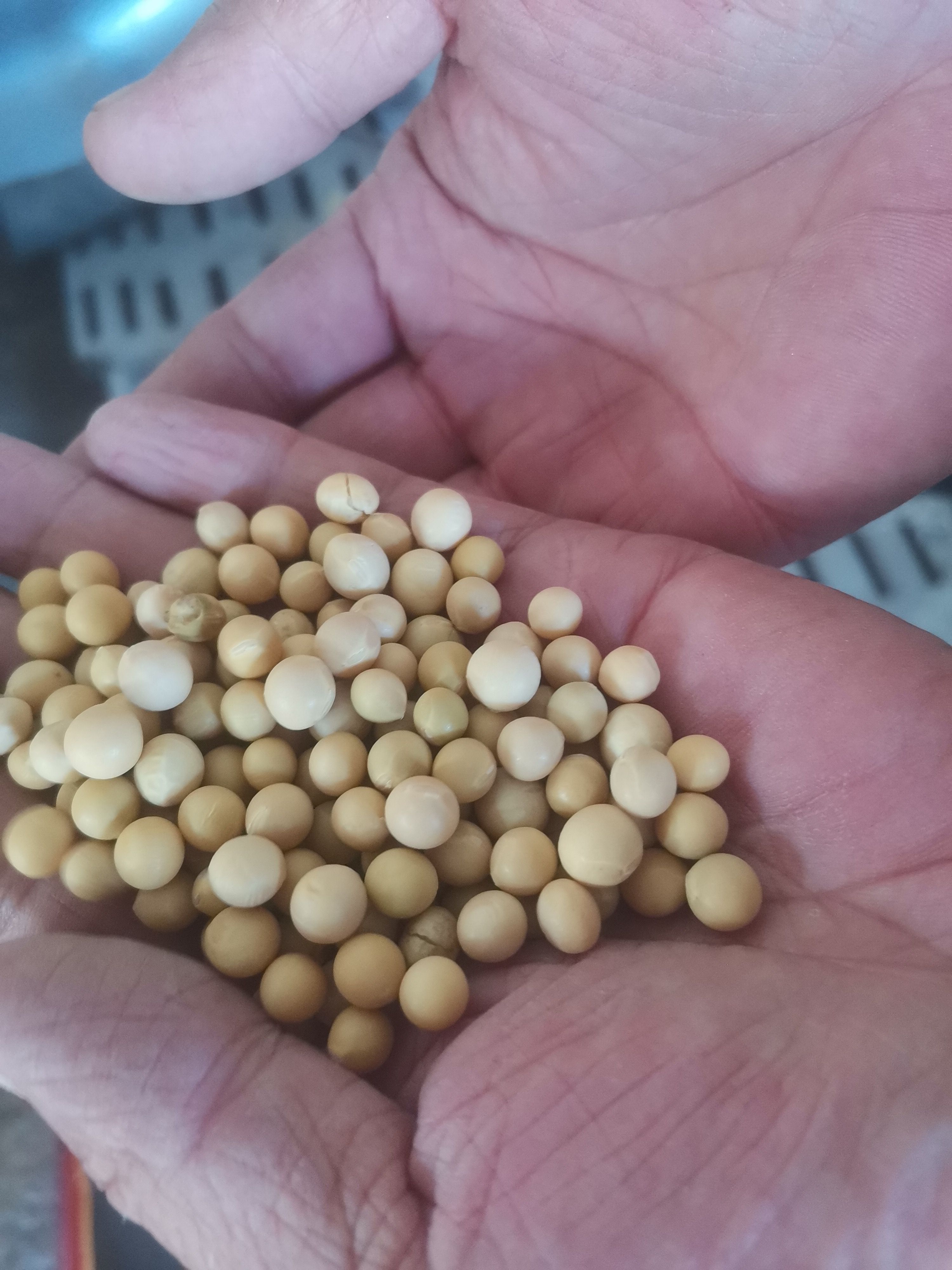 黑土地大豆，籽粒保满蛋白高，粒粒精选。