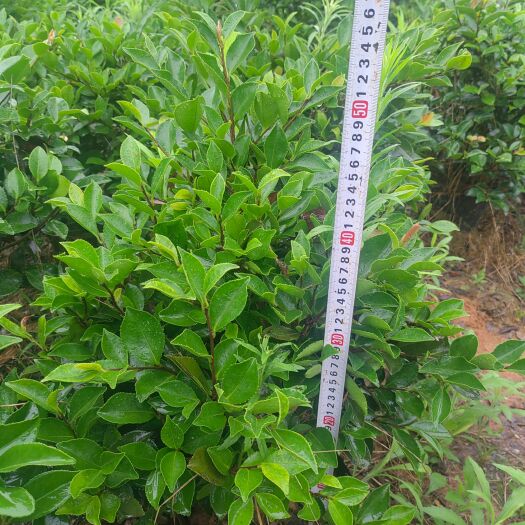 金华茶梅