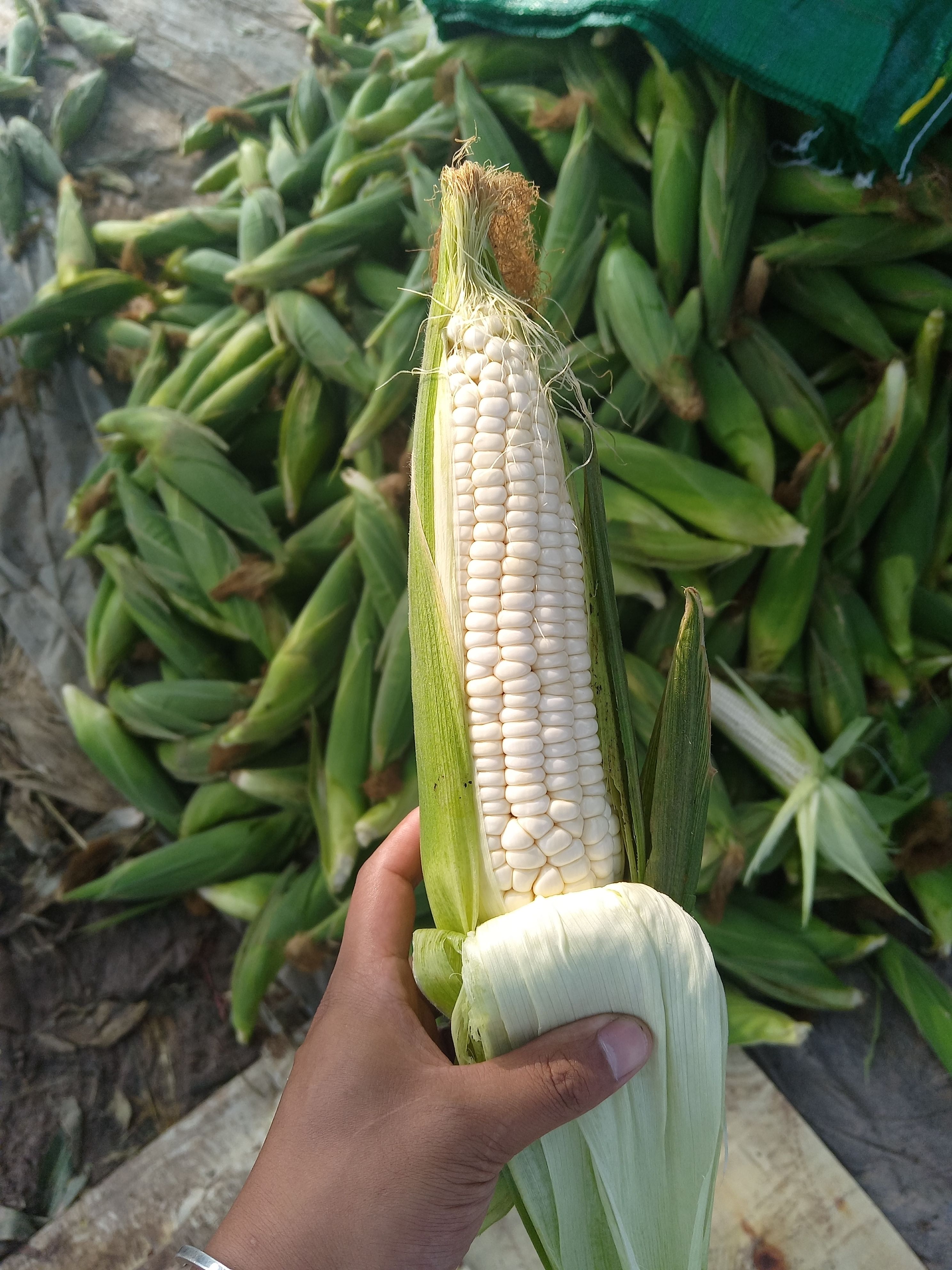 万糯2000，鲜玉米，糯玉米