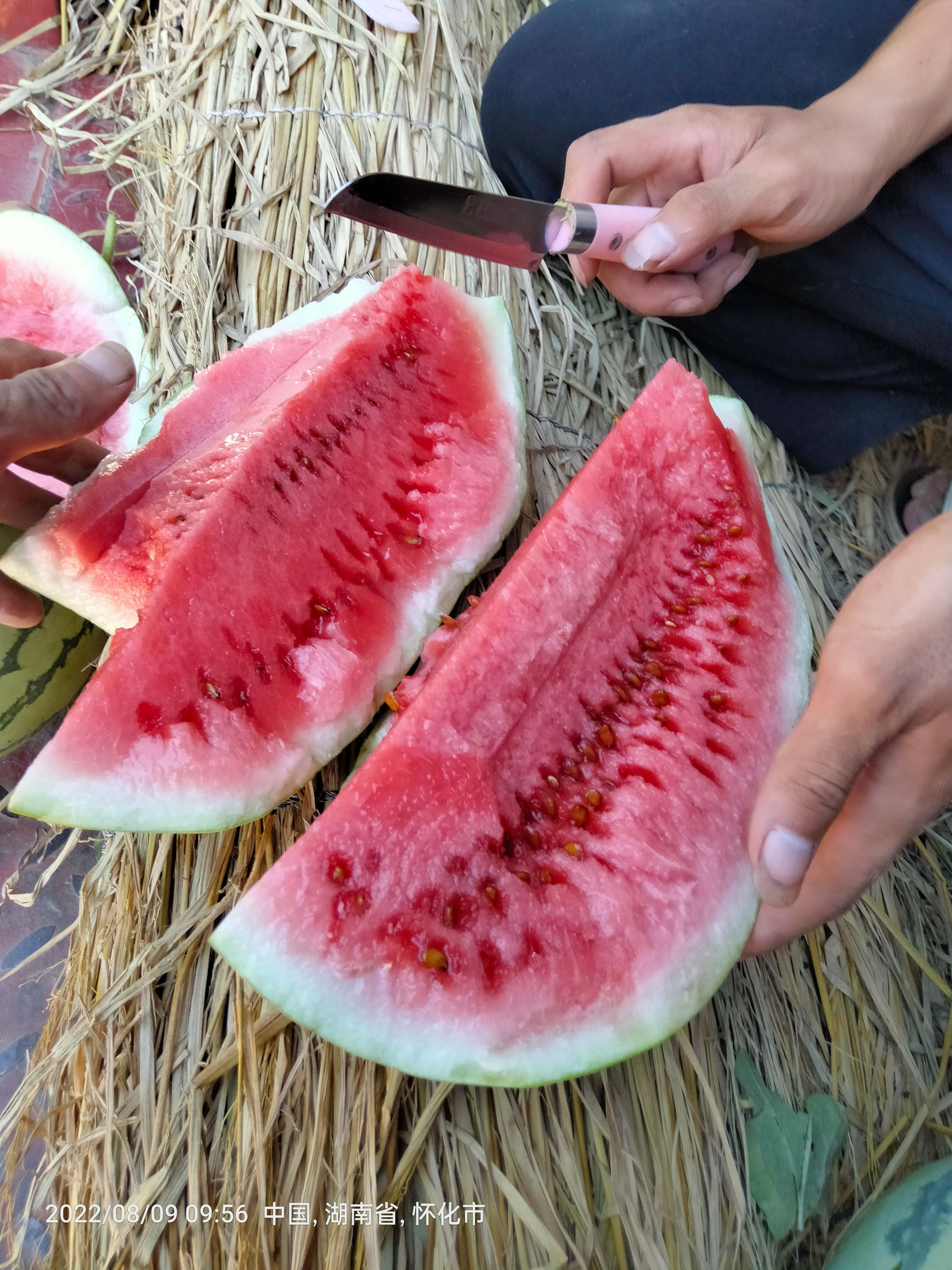 露天8424麒麟西瓜大量上市