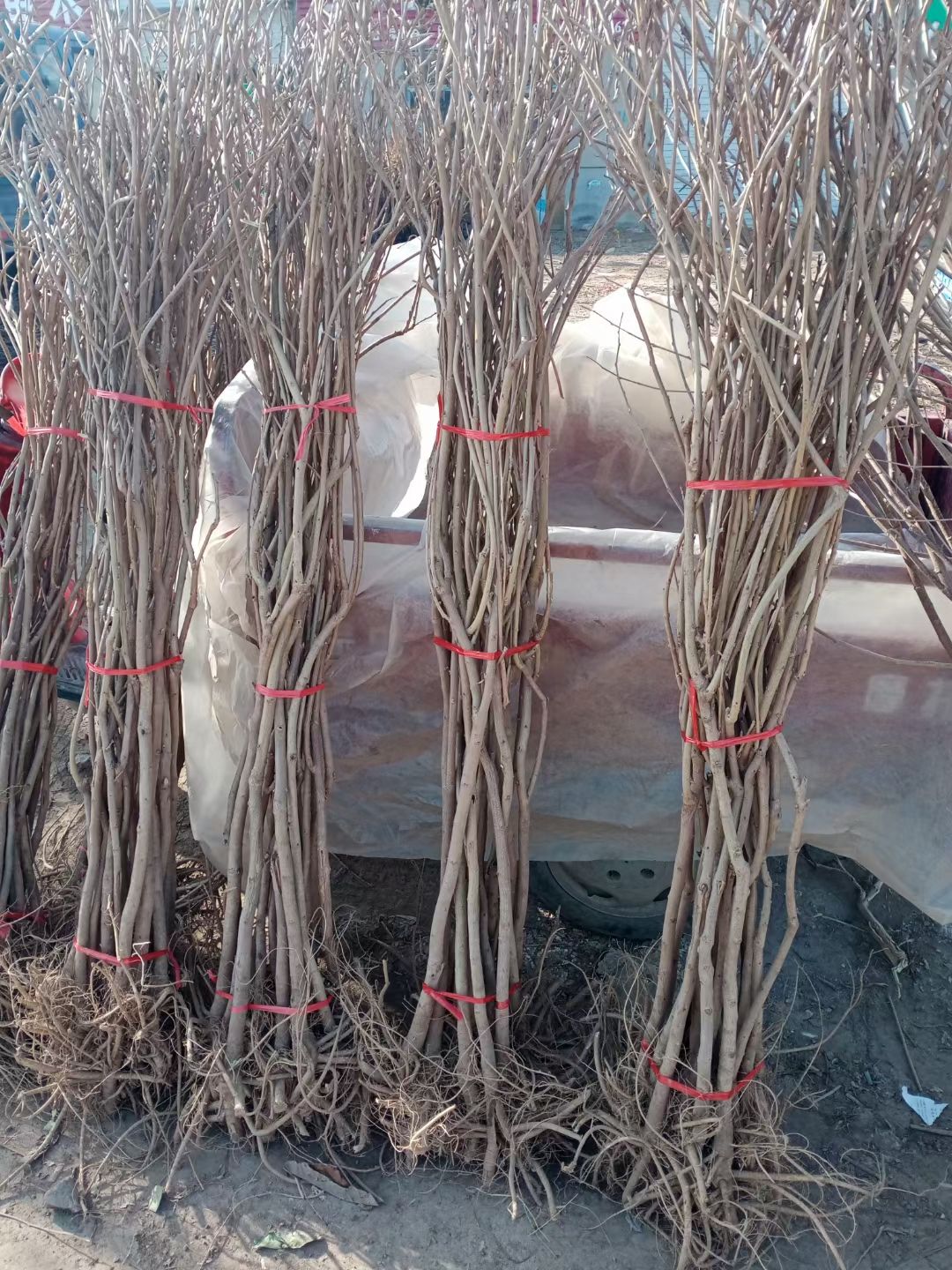 紫藤花树苗爬藤攀爬庭院围墙四季开花植物老桩盆栽花苗藤蔓紫藤萝