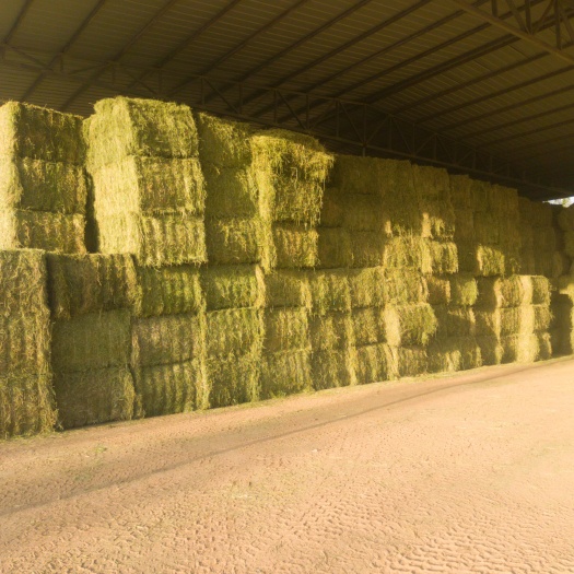 玉门市大捆苜蓿草 玉门种植基地种植3.6万亩紫花苜蓿草基地 苜蓿