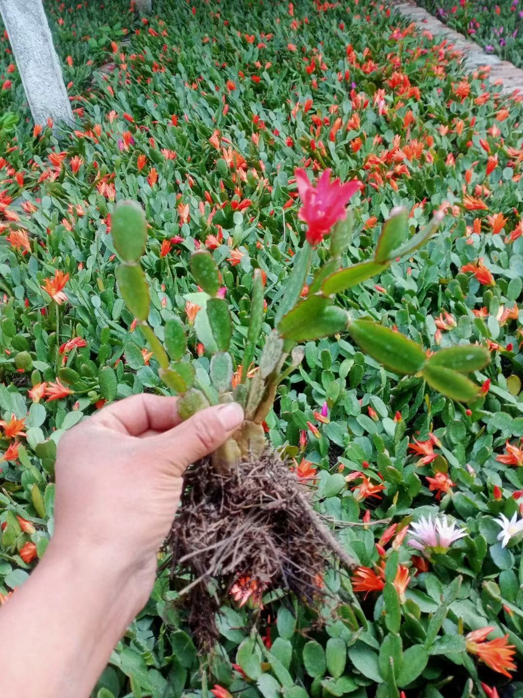 新品蟹爪兰仙指兰小昙花型品种盆栽地栽花期过时不带花苞地摊货源