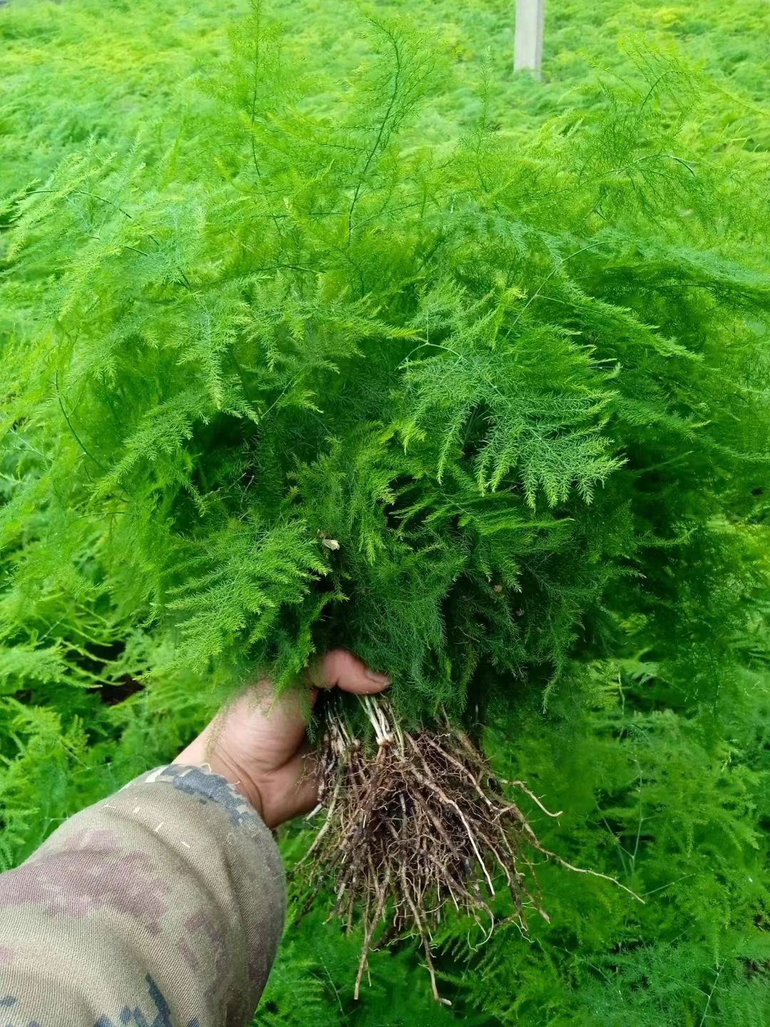 文竹盆栽室内植物花卉盆景客厅办公室桌面绿植好养云竹矮四季常青