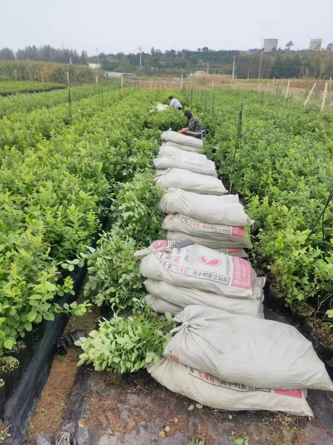 大果蓝莓苗阳台庭院南方北方种植蓝莓树苗当年结果特大蓝莓果树苗