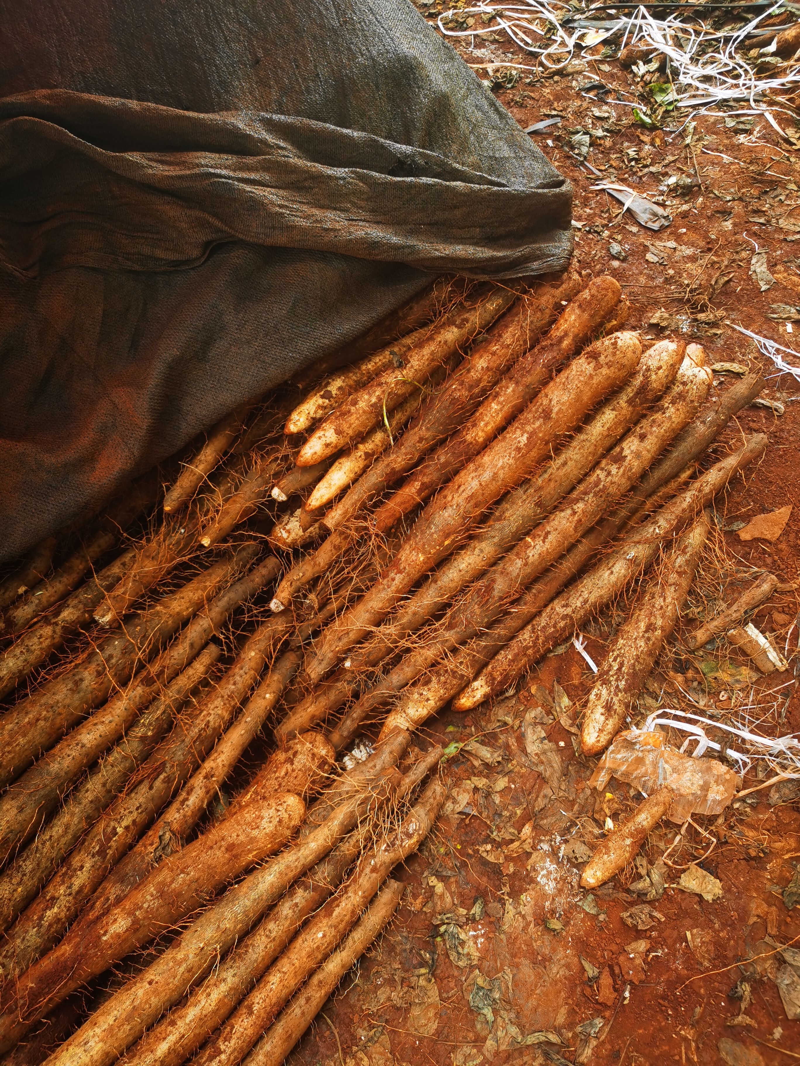 淮山山药出嫁了。市场货 电商货。毛山药 白鬼白山药。黑美人