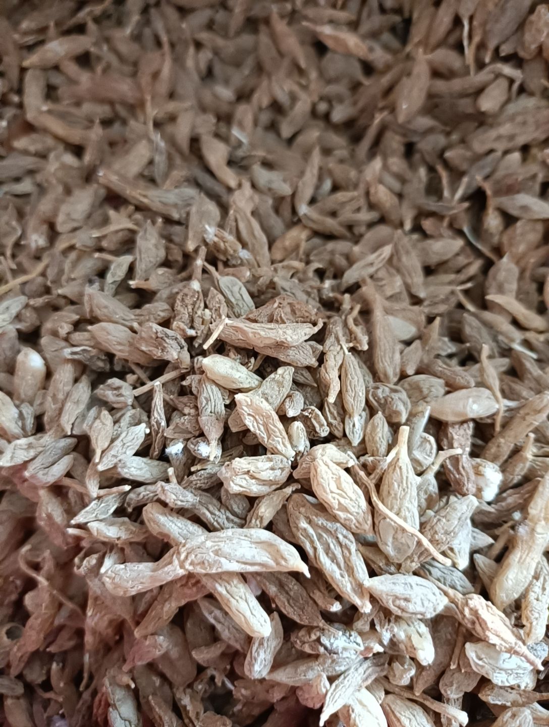 麦冬小麦冬非种植新货自然晒干无硫熏大山里采挖天然生长2024