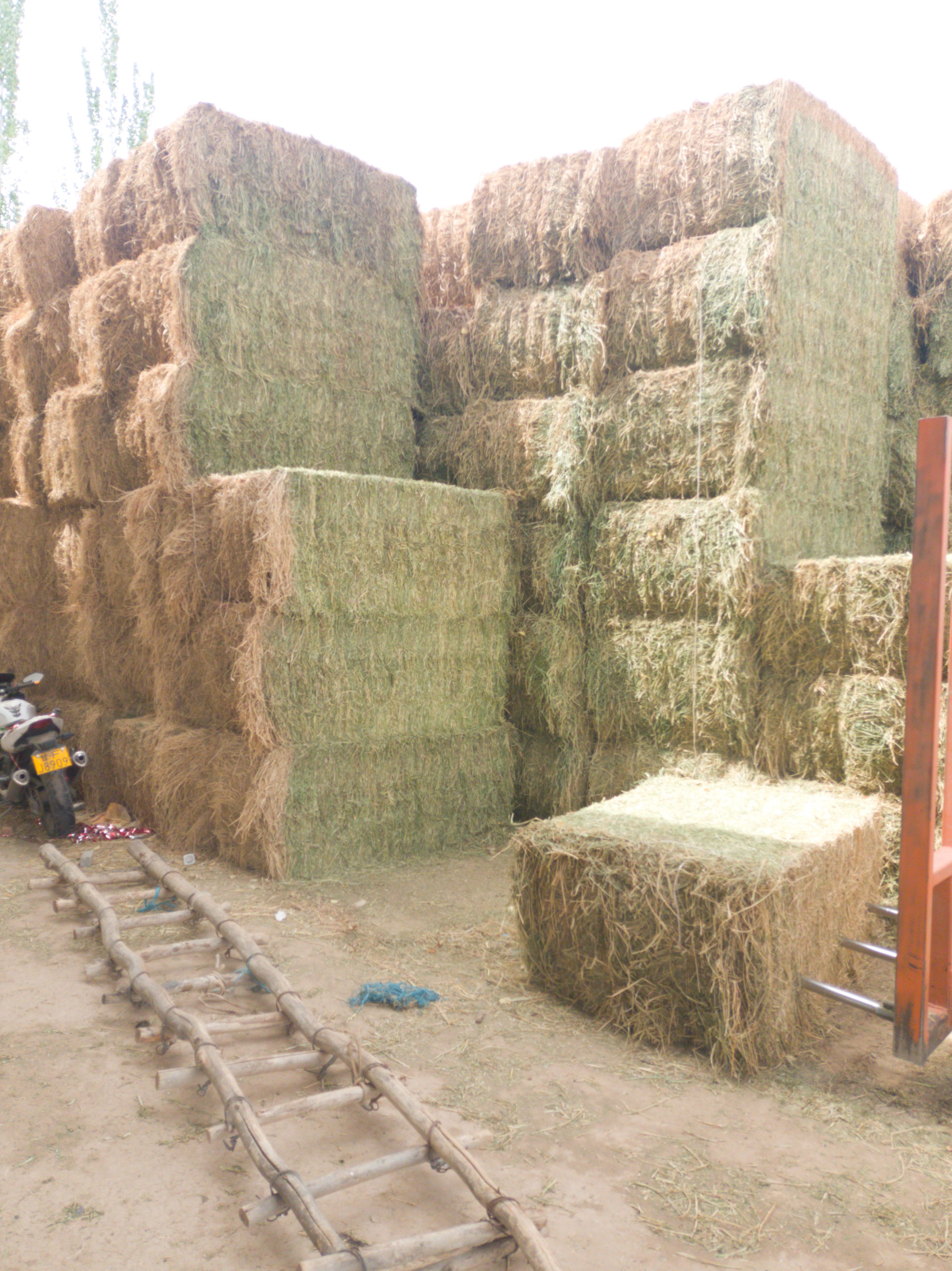 大捆苜蓿草 玉门种植基地种植3.6万亩紫花苜蓿草基地 苜蓿