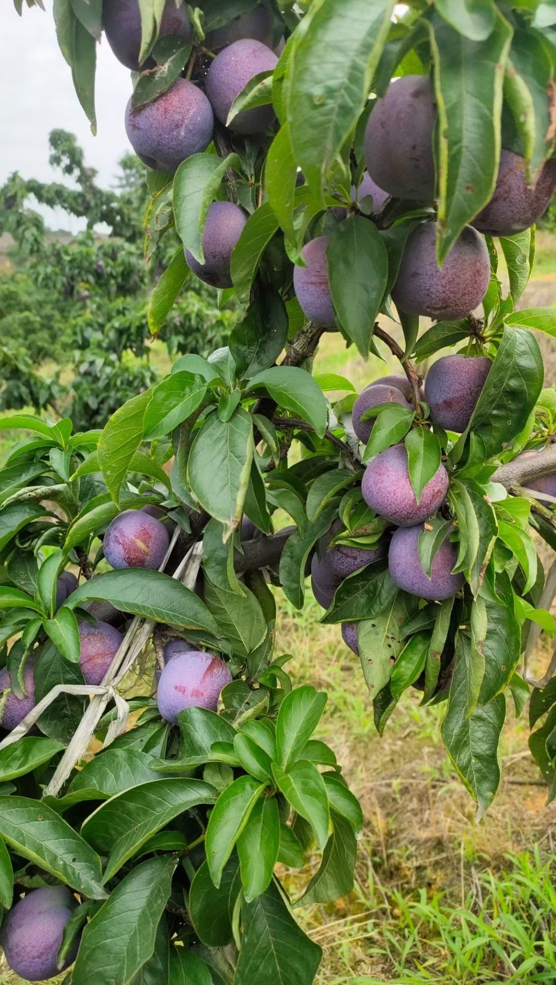 精品五月翠李子大量上市后期品种齐全，欢迎各地客商前来咨询选购
