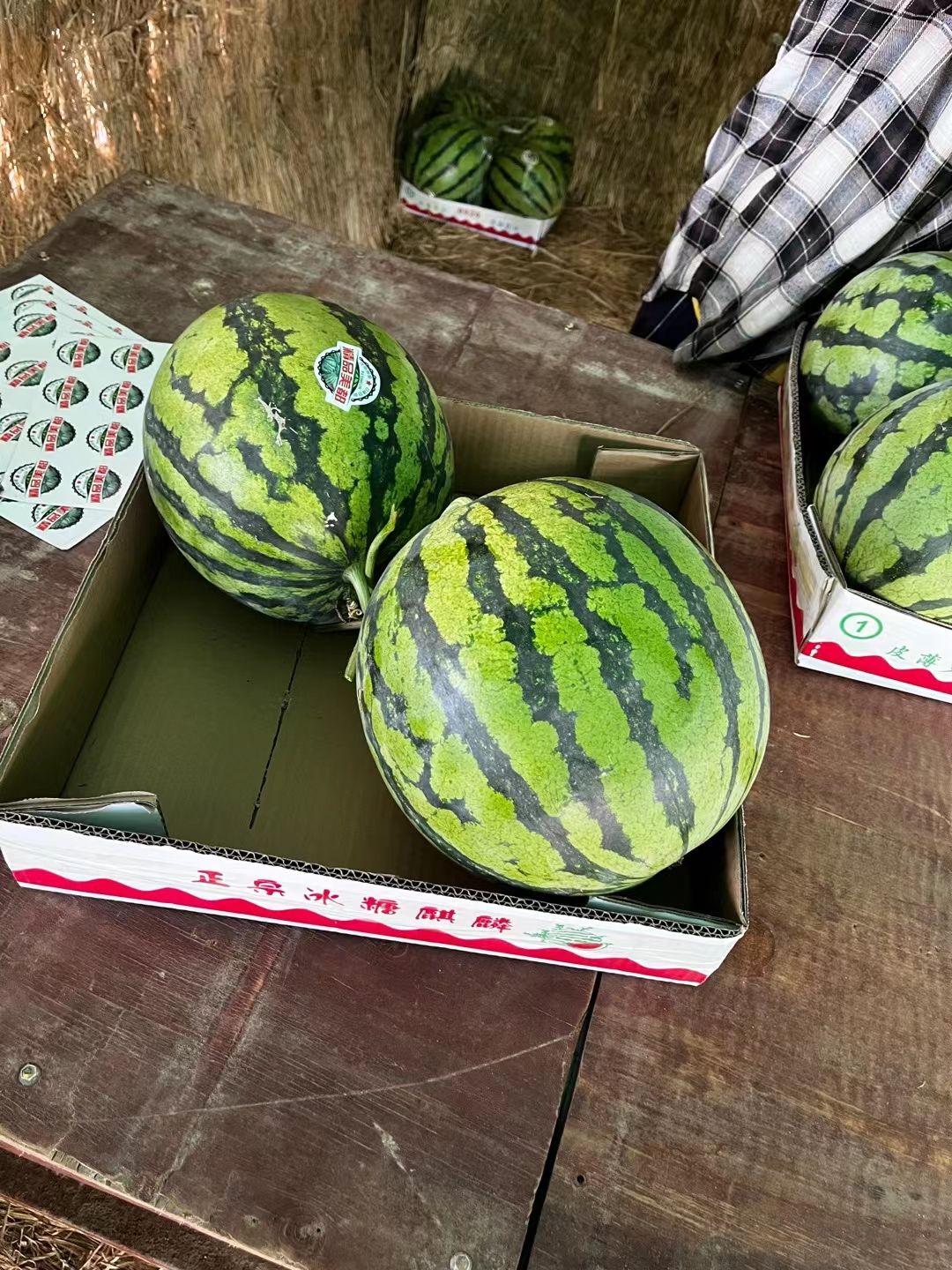 美都西瓜，精品美都，8424，龙卷风，大量上市，需要的联系！
