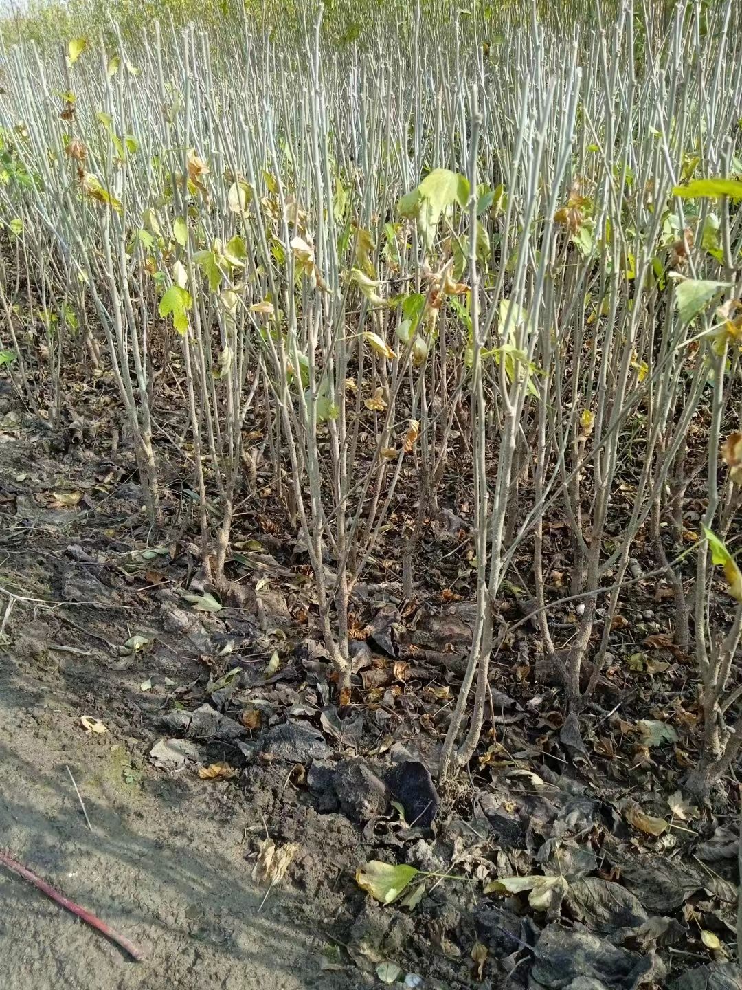 重瓣木槿花苗盆栽可食用红花木槿树苗庭院耐寒耐阴植物工程绿化苗