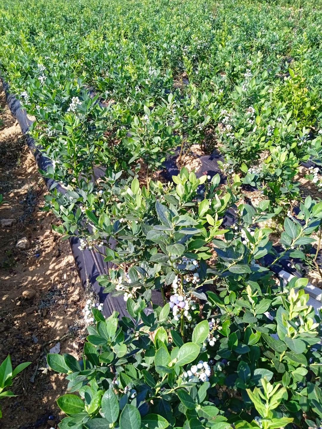 大果蓝莓苗阳台庭院南方北方种植蓝莓树苗当年结果特大蓝莓果树苗