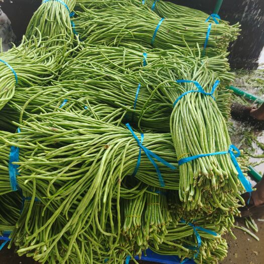 开封河南开封长豆角，大量上市，产地直发，没有任何费用，量大从优
