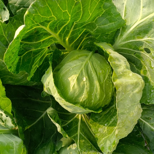 长治圆包菜