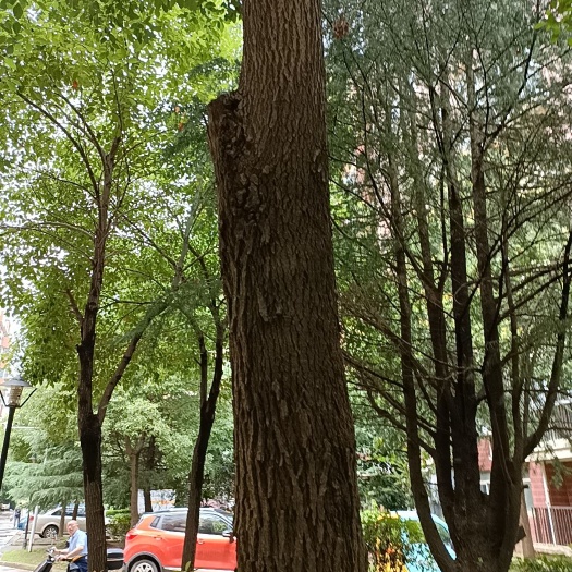 鄂州香樟树