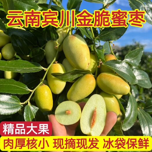 宾川县云南大理宾川天下一枣金脆蜜枣新鲜枣子现摘应季水果非冬枣