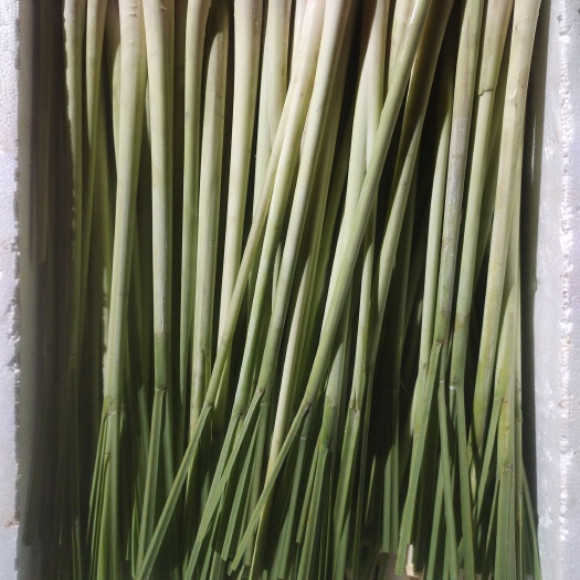 博罗县柠檬香茅草