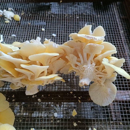 慶元縣雞油菌