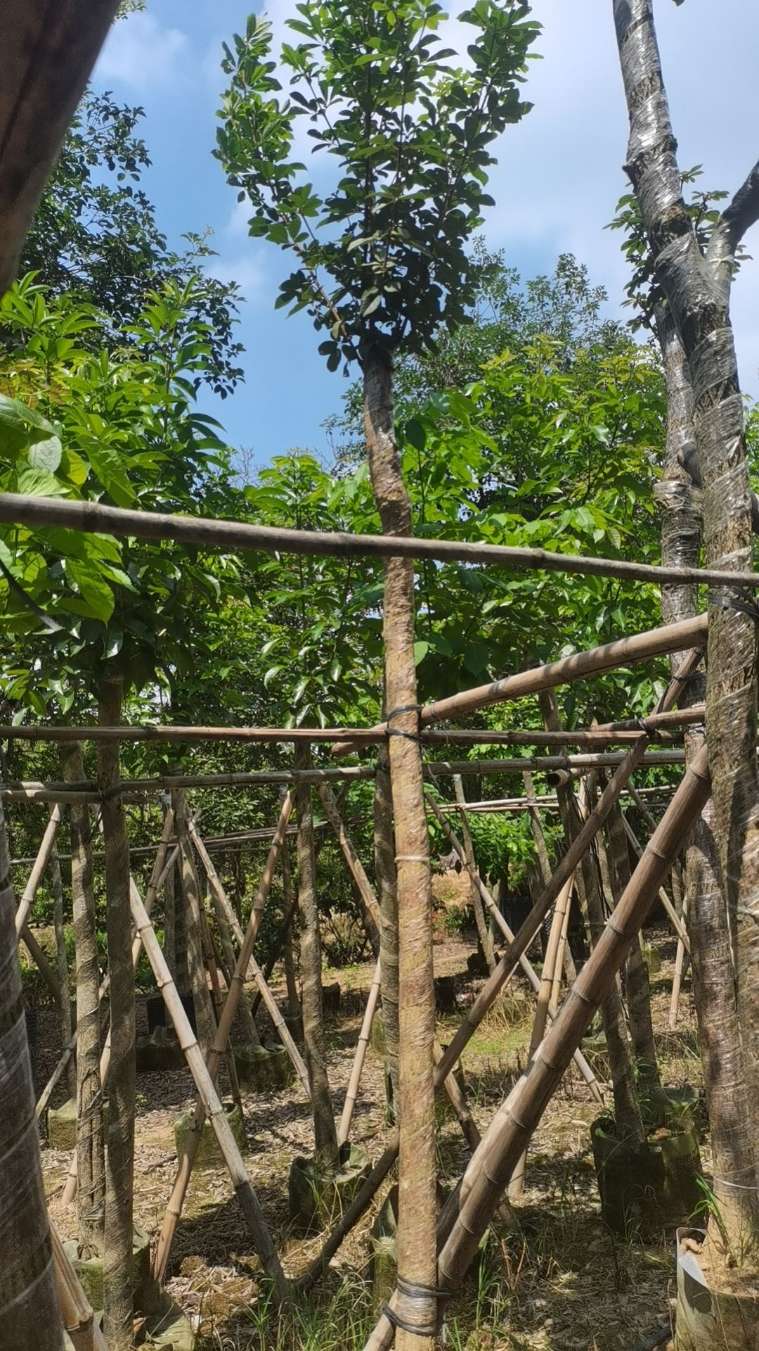 5-8分多花黄花风铃木