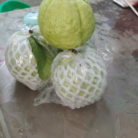 廉江市珍珠白番石榴