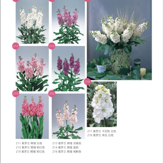 紫罗兰种子