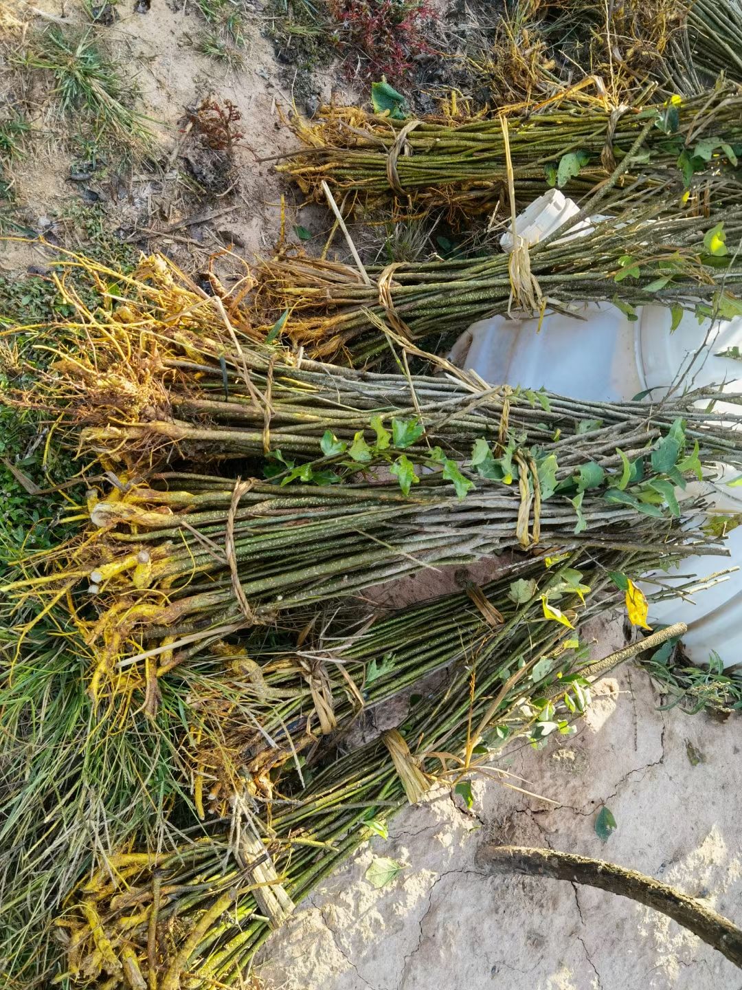 柘树苗 江西柘树苗 保湿 包邮