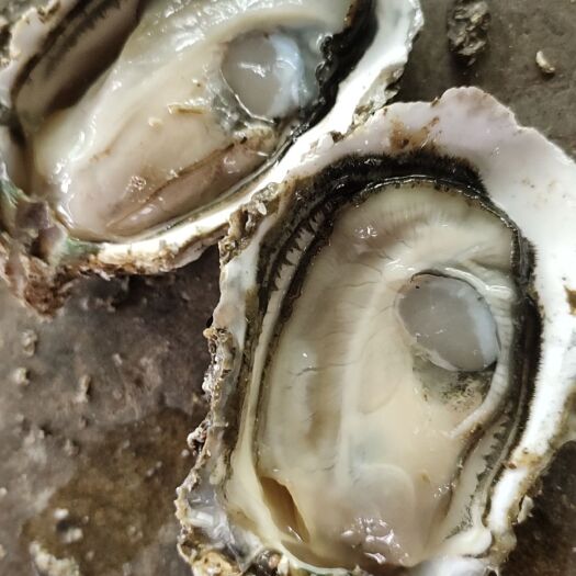 漳浦县全年供应半壳全壳生蚝