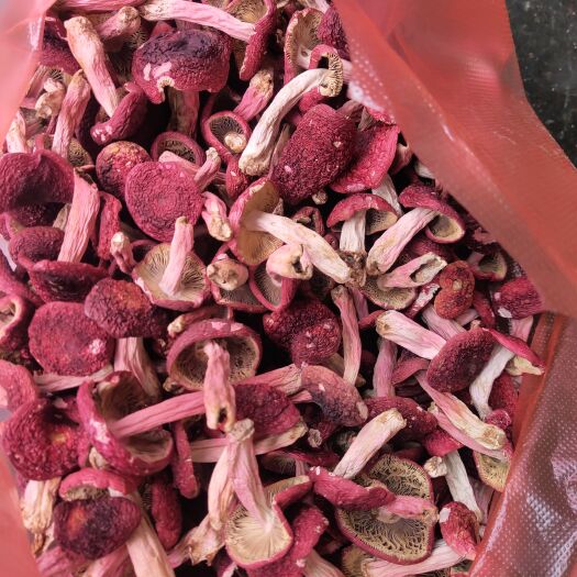沧源县出售红菌 红菇