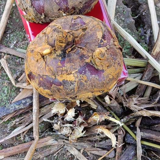 毛马蹄  广西贺州马蹄，口感甜无渣，水分多，欢迎全国各地客商
