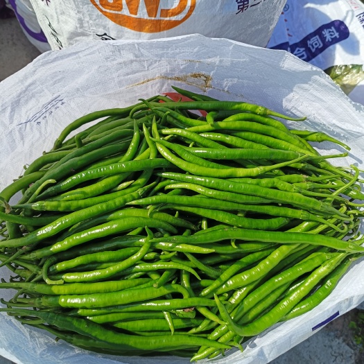 仪陇县二荆条辣椒 线椒