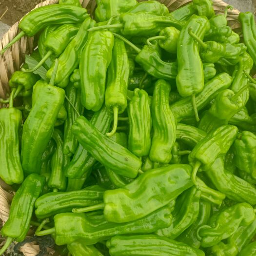 遵义虾子，辣椒
