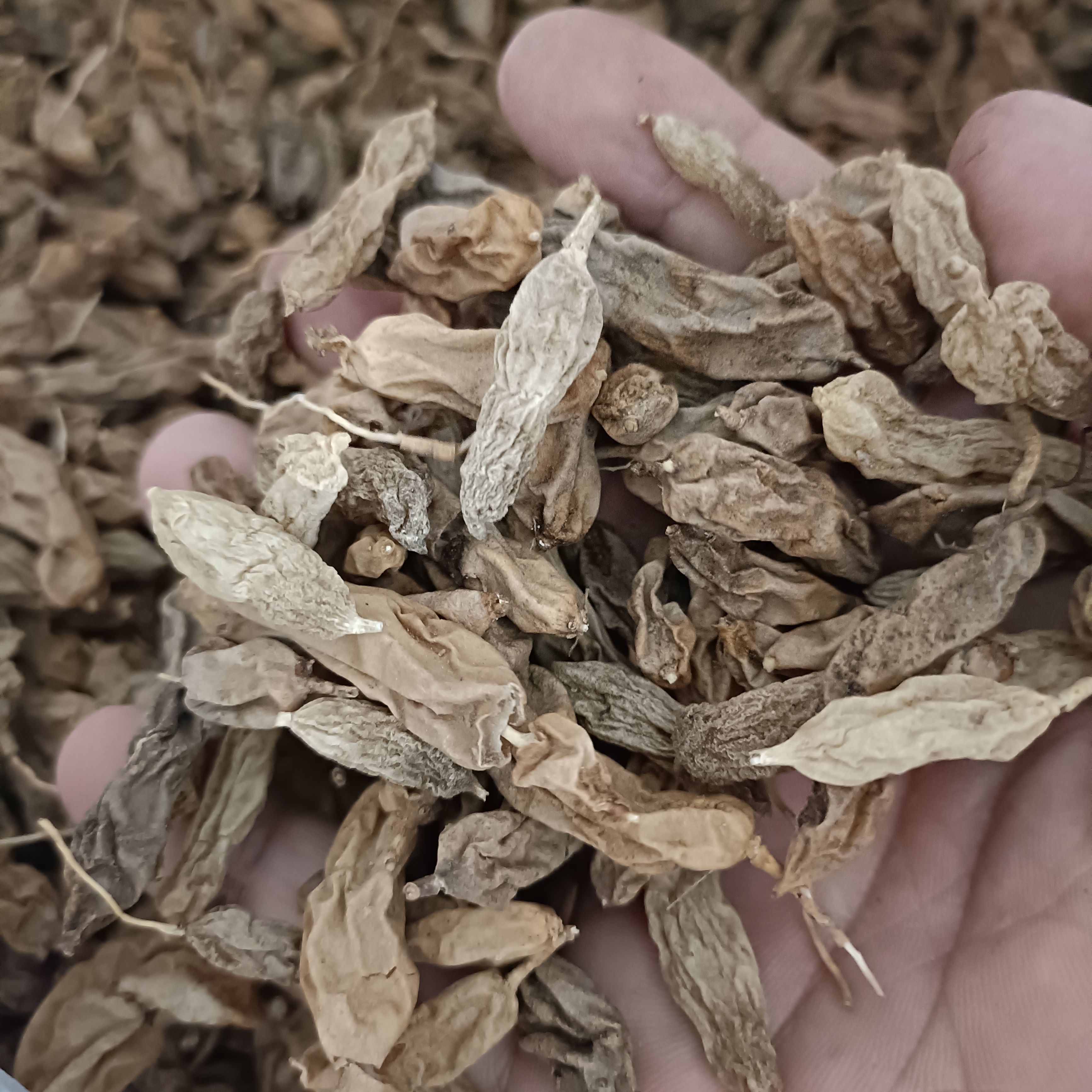 大麦冬阔叶麦冬新货自然晒干无硫熏2025