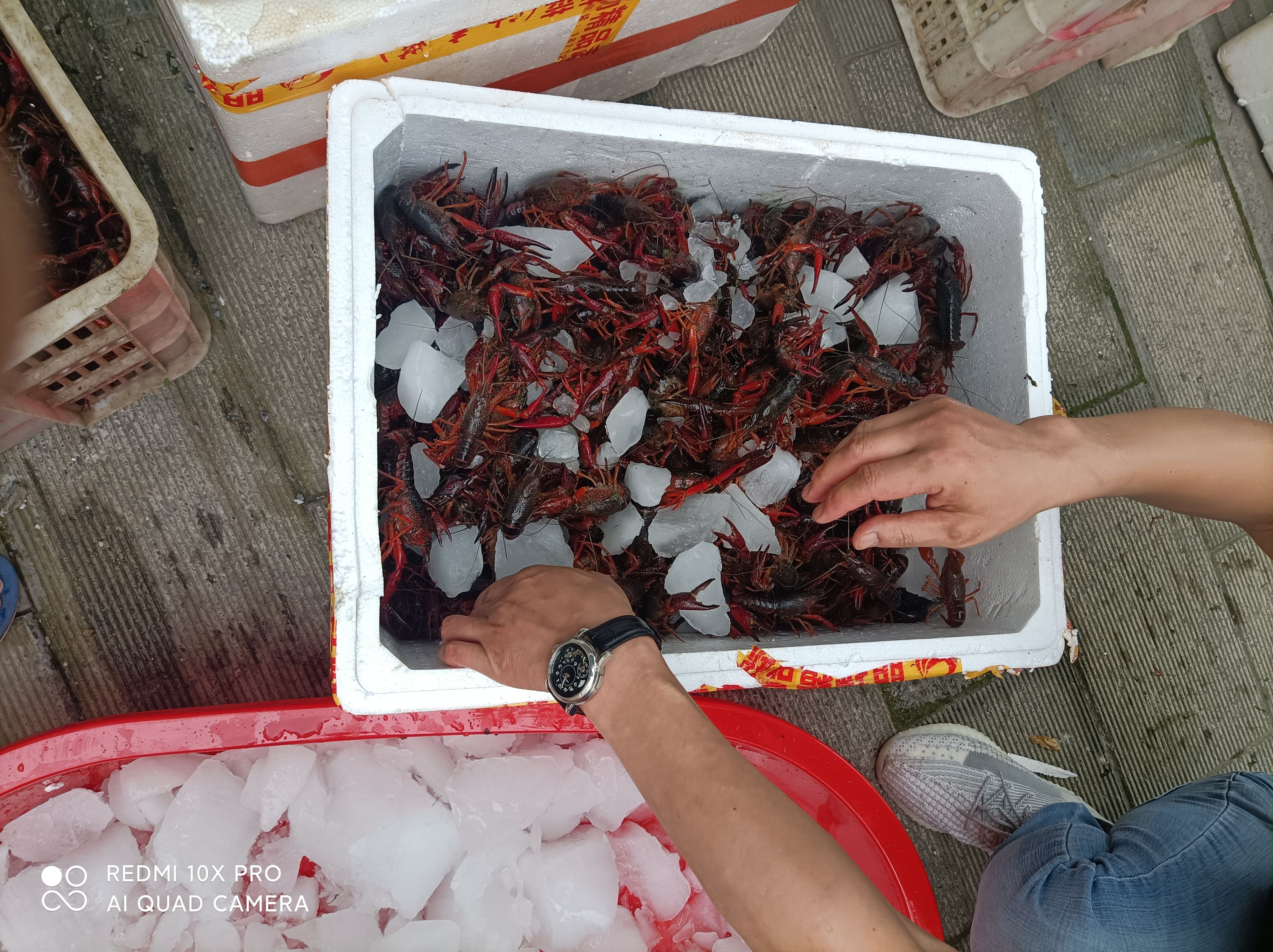 湖北小龙虾，青虾