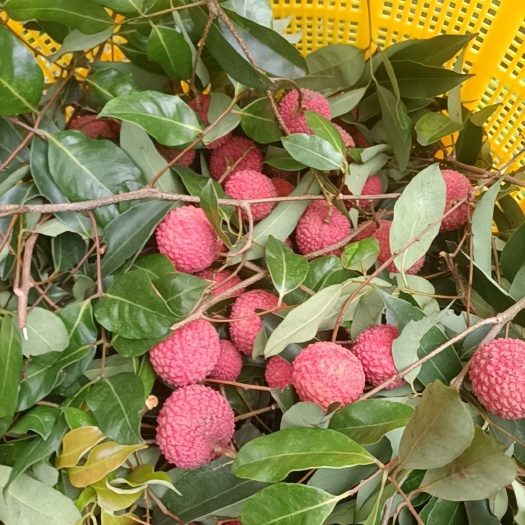 惠州主卖桂味糯米糍荔枝水果