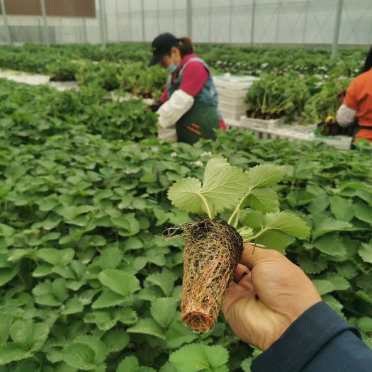 诸城市梦莹白草莓苗 白草莓新品种 产量高 粉白玉草莓苗基地