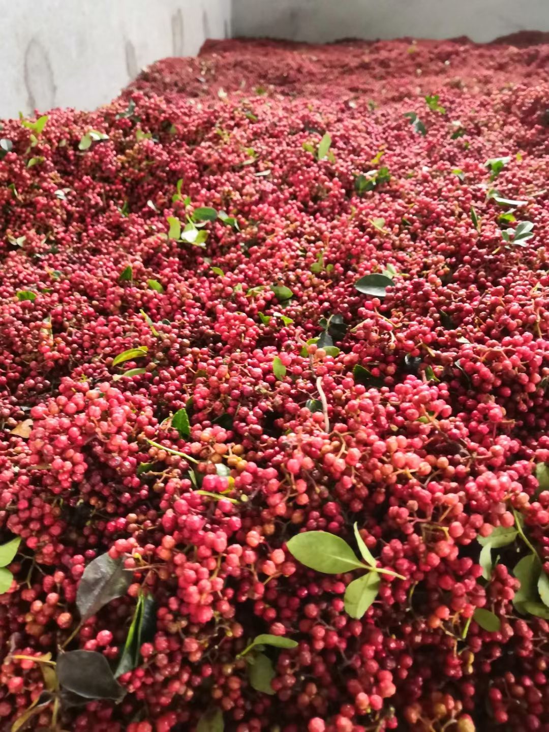 产地青红花椒。支持产地代办麻味够。质量保证。长期供应各大油厂