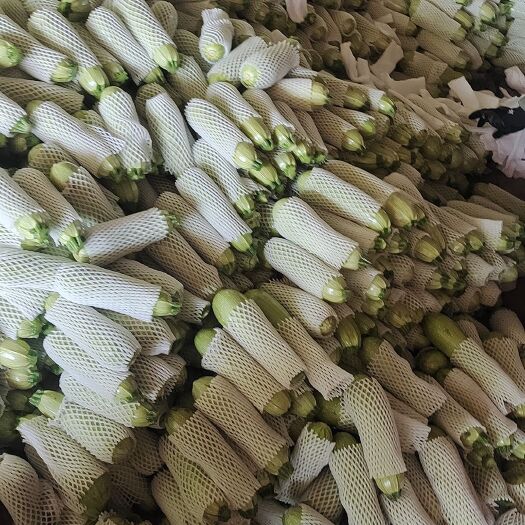 祁县绿皮西葫芦
