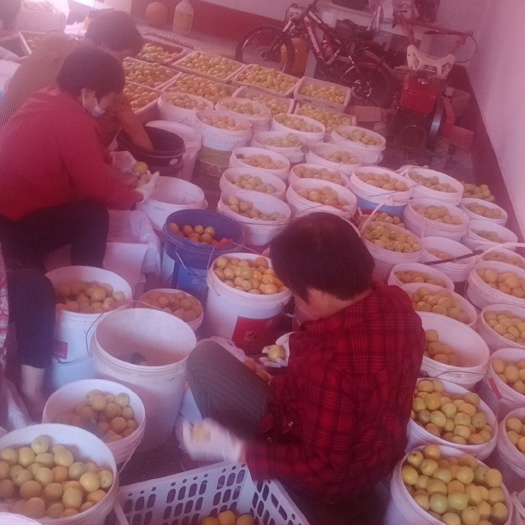 永济市大量供应荷兰香蜜杏