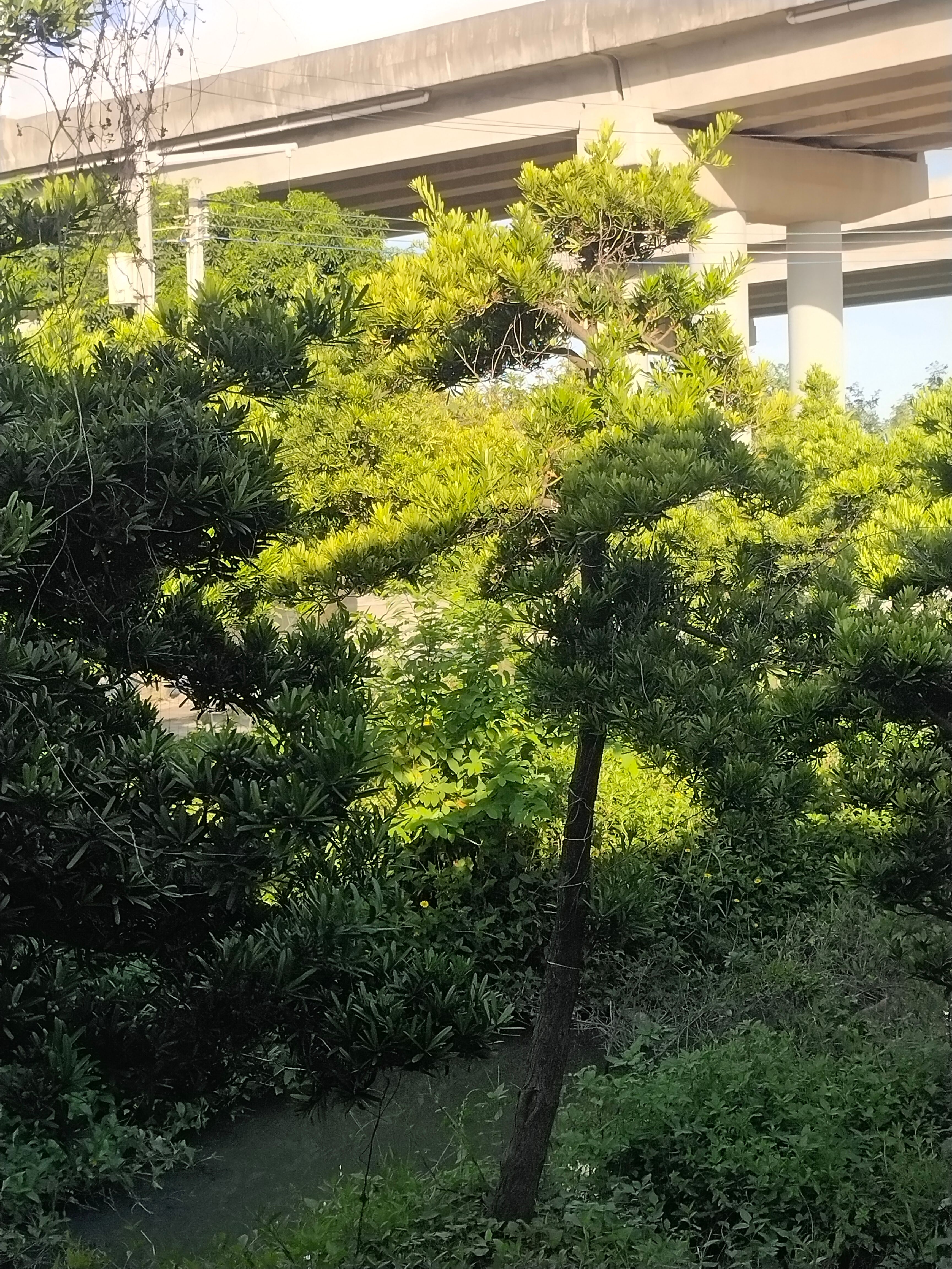 罗汉松