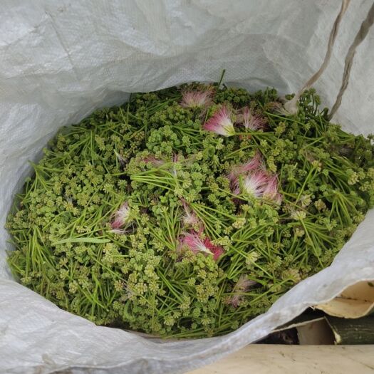大方县合欢花籽
