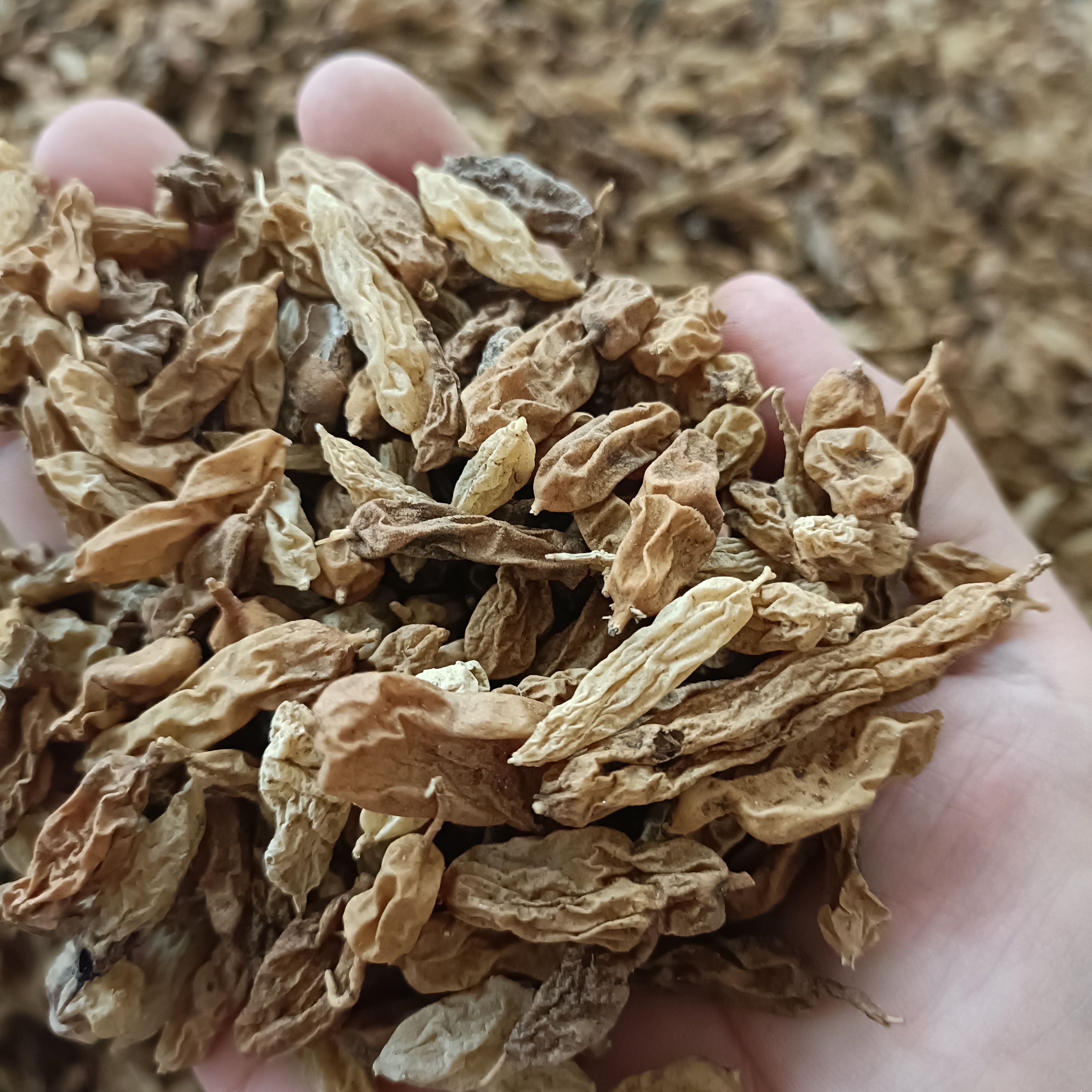 大麦冬阔叶麦冬新货自然晒干无硫熏2025