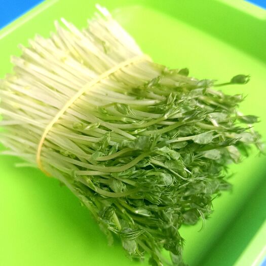 昆明生态芽苗菜/豌豆苗/相思菜