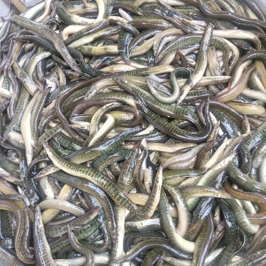 ，刀鳅，刺鳅，