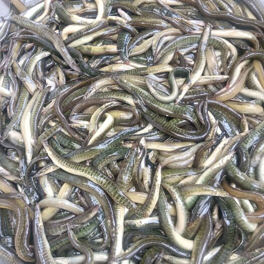 阜南县，刀鳅，刺鳅，