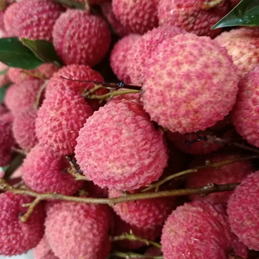 高州桂味荔枝色香味俱全
核小桂花香味