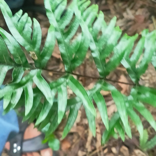靖西市半边旗 甘草蕨 半边莲