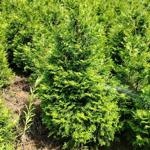 六盘水清场地批发柏树塔形植物香柏树孔雀香柏侧柏扁柏景观植物绿化苗木