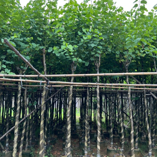 宫粉紫荆袋苗 农户自销紫荆树苗5－6－7公分移植苗